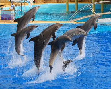Le Conseil d’Etat annule l’interdiction de la reproduction des dauphins en captivité 