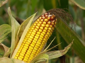 Maïs OGM et affaire Monsanto: annulation des arrêtés par le Conseil d'Etat