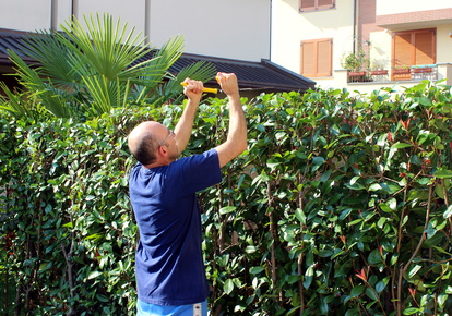 Entretien d'une haie ou d'un mur en limite de propriété