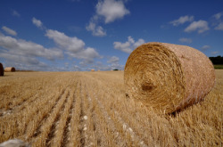 L’action en résiliation du bail rural pour cession ou sous-location prohibée : précisions importantes sur le point de départ du délai de prescription 