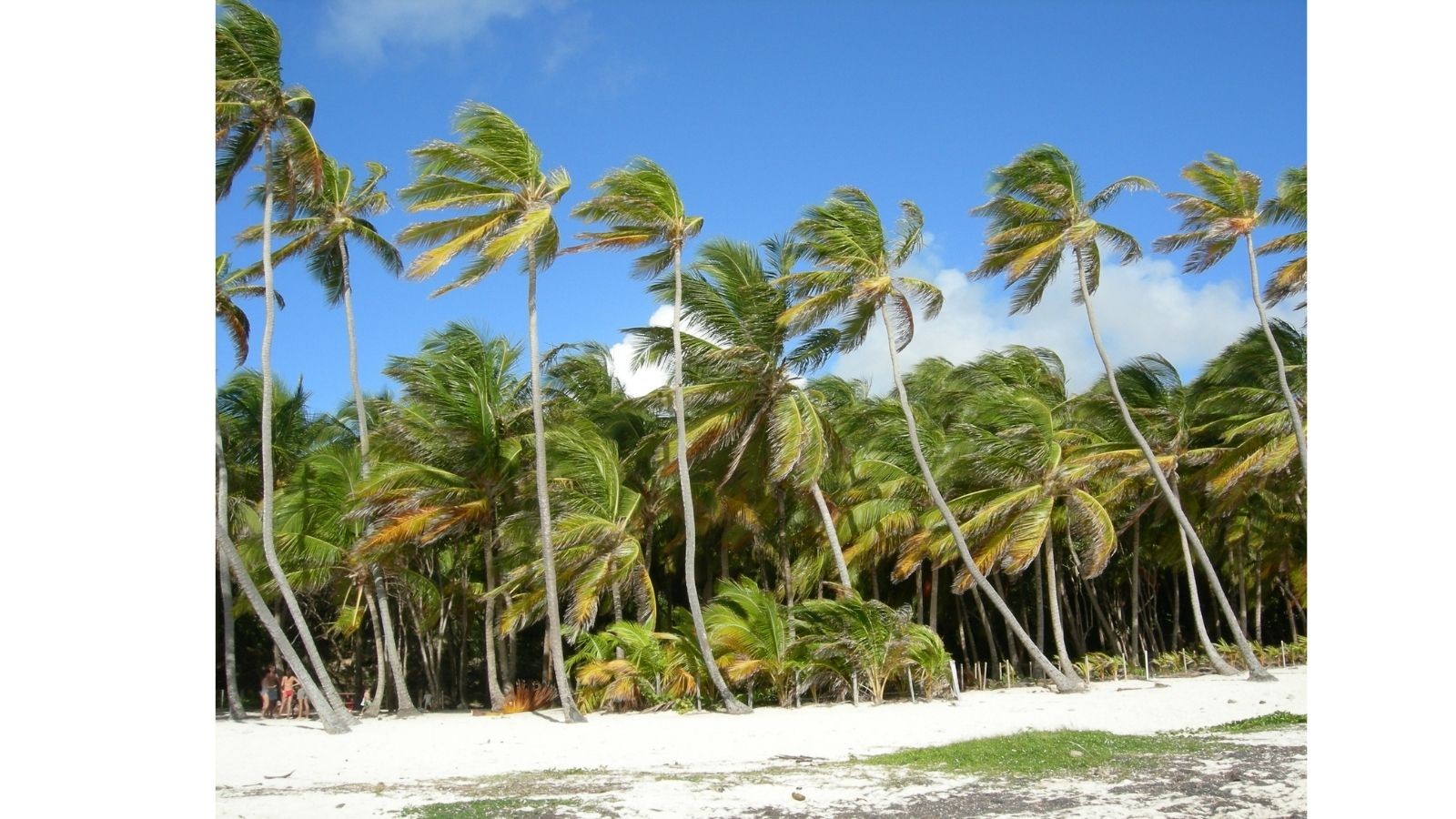 Les droits de la nature progressent en Martinique