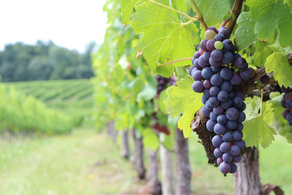 Droit européen de l’achat de foncier viticole : des réponses face aux inquiétudes d’accaparement des terres ?